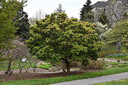 Chinese Photinia (Photinia serrulata) at Lakeshore Garden Centres