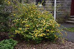 Golden Guinea Japanese Kerria (Kerria japonica 'Golden Guinea') at Lakeshore Garden Centres