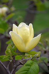 Lois Magnolia (Magnolia 'Lois') at Lakeshore Garden Centres