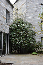 Daphniphyllum (Daphniphyllum macropodum) at Lakeshore Garden Centres