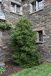 Gyokuryu Japanese Cedar (Cryptomeria japonica 'Gyokuryu') at Lakeshore Garden Centres
