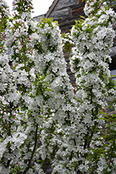 Adirondack Flowering Crab (Malus 'Adirondack') at Lakeshore Garden Centres
