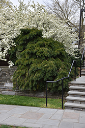 Repandens English Yew (Taxus baccata 'Repandens') at Lakeshore Garden Centres