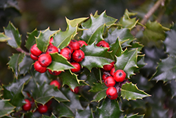 Red Beauty Holly (Ilex 'Rutzan') at Lakeshore Garden Centres