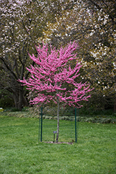 Appalachian Red Redbud (Cercis canadensis 'Appalachian Red') at Lakeshore Garden Centres
