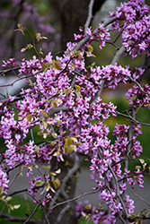 Cascading Hearts Redbud (Cercis canadensis 'Cascading Hearts') at Lakeshore Garden Centres