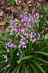 Pink Spanish Bluebell (Hyacinthoides hispanica 'Pink') at Lakeshore Garden Centres