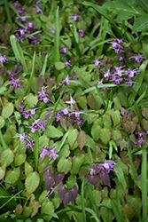 Dark Beauty Bishop's Hat (Epimedium grandiflorum 'Dark Beauty') at Lakeshore Garden Centres