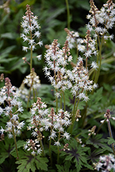 Timbuktu Foamflower (Tiarella 'Timbuktu') at Lakeshore Garden Centres