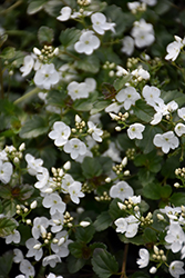Whitewater Speedwell (Veronica peduncularis 'Whitewater') at Lakeshore Garden Centres