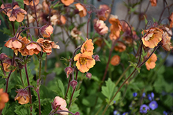 Tempo Orange Avens (Geum 'Tempo Orange') at Lakeshore Garden Centres
