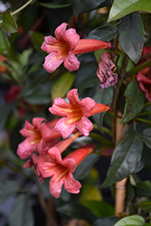 Dragon Lady Cross Vine (Bignonia capreolata 'Dragon Lady') at Lakeshore Garden Centres