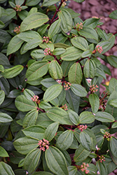 Yang Viburnum (Viburnum 'NCVX3') at Lakeshore Garden Centres