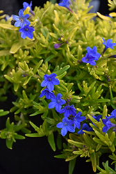 Gold 'n Sapphires Lithodora (Lithodora 'LITGS') at Lakeshore Garden Centres