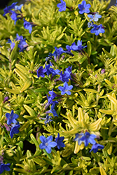 Gold 'n Sapphires Lithodora (Lithodora 'LITGS') at Lakeshore Garden Centres