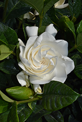 Aimee Gardenia (Gardenia jasminoides 'Aimee') at Lakeshore Garden Centres