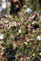 Buckle Blueberry (Vaccinium 'Coralblue') at Lakeshore Garden Centres