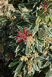 Fire 'n' Ice Japanese Pieris (Pieris japonica 'Fire 'n' Ice') at Lakeshore Garden Centres