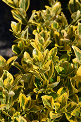Gold Variegated Japanese Euonymus (Euonymus japonicus 'Aureomarginatus') at Lakeshore Garden Centres