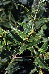 Jim Porter Tea Olive (Osmanthus armatus 'Jim Porter') at Lakeshore Garden Centres