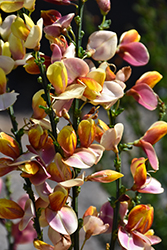 Sister Disco Scotch Broom (Cytisus scoparius 'SMNCSCRY') at Lakeshore Garden Centres