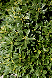 Hoogendorn Japanese Holly (Ilex crenata 'Hoogendorn') at Lakeshore Garden Centres