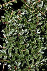 Helleri Japanese Holly (Ilex crenata 'Helleri') at Lakeshore Garden Centres