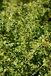 Cherokee Japanese Holly (Ilex crenata 'Cherokee') at Lakeshore Garden Centres