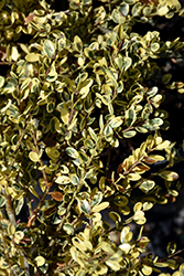 Kufujin Japanese Holly (Ilex crenata 'Kufujin') at Lakeshore Garden Centres