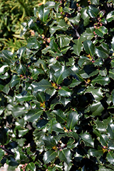 Blue Angel Meserve Holly (Ilex x meserveae 'Conang') at Lakeshore Garden Centres