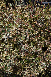 Vanilla Brandy Abelia (Abelia x grandiflora 'BAILBELIAONE') at Lakeshore Garden Centres