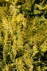 Night Light Hinoki Falsecypress (Chamaecyparis obtusa 'Conschlecht') at Lakeshore Garden Centres