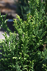 Radicans Japanese Cedar (Cryptomeria japonica 'Radicans') at Lakeshore Garden Centres