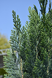 Pinpoint Blue Lawson Falsecypress (Chamaecyparis lawsoniana 'SMNCLBF') at Lakeshore Garden Centres