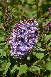 Scentara Double Blue Lilac (Syringa x hyacinthiflora 'SMNSHBBL') at Lakeshore Garden Centres