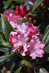 Dandy Man Color Wheel Rhododendron (Rhododendron 'NCRX1') at Lakeshore Garden Centres