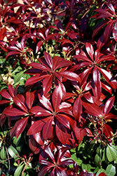 Glowing Hearts Japanese Pieris (Pieris japonica 'Piesid2') at Lakeshore Garden Centres