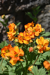 Fire Storm Avens (Geum 'Fire Storm') at Peter Knippel Garden Centre
