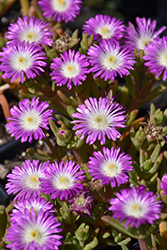 Wheels of Wonder Violet Wonder Ice Plant (Delosperma 'WOWDRW5') at Lakeshore Garden Centres