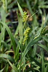 Blue Wood Sedge (Carex flaccosperma) at Lakeshore Garden Centres