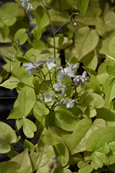Bishop's Hat (Epimedium sempervirens) at Lakeshore Garden Centres