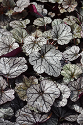 Silver Scrolls Coral Bells (Heuchera 'Silver Scrolls') at Lakeshore Garden Centres