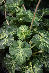 Hercules Coral Bells (Heuchera 'Hercules') at Lakeshore Garden Centres