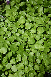 Watercress (Nasturtium officinale) at Lakeshore Garden Centres