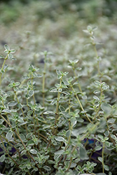 Hi Ho Silver Thyme (Thymus argenteus 'Hi Ho Silver') at Lakeshore Garden Centres