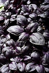 Amethyst Basil (Ocimum basilicum 'Amethyst') at Lakeshore Garden Centres