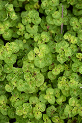 Golden Marjoram (Origanum majorana 'Aureum') at Lakeshore Garden Centres