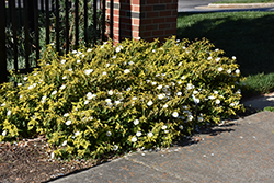 Little Miss Sunshine Rockrose (Cistus 'Dunnecis') at Lakeshore Garden Centres