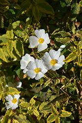 Little Miss Sunshine Rockrose (Cistus 'Dunnecis') at Lakeshore Garden Centres