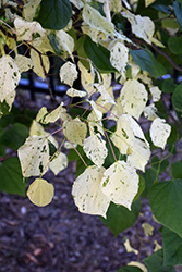 Gold Crown Redbud (Cercis canadensis 'Gold Crown') at Lakeshore Garden Centres